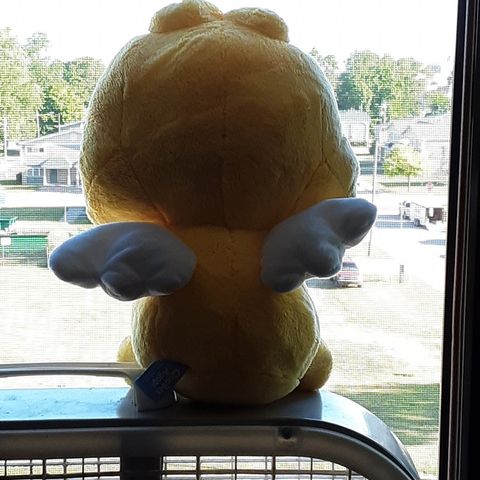 A QooBee plushy looking out of a window